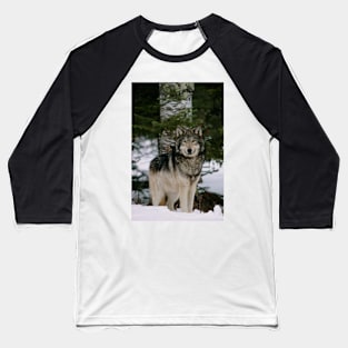 Grey wolf (Z932/0179) Baseball T-Shirt